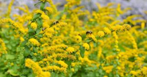 Mt. Cuba Trial: Solidago (Goldenrod) for the Mid-Atlantic Region