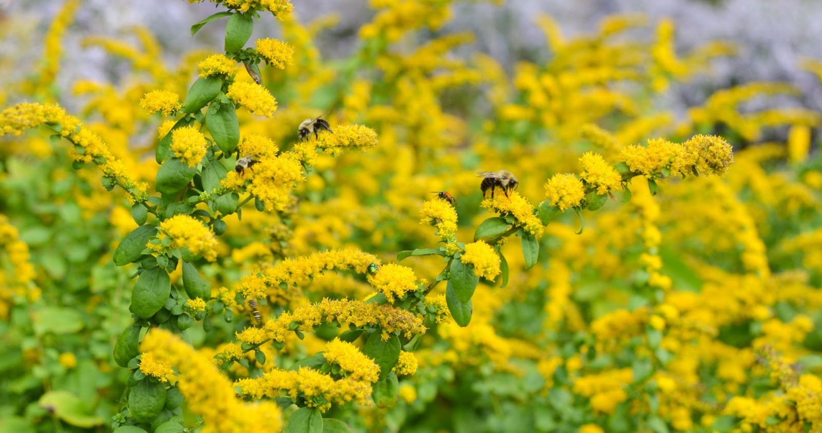 Mt. Cuba Trial: Solidago (Goldenrod) for the Mid-Atlantic Region