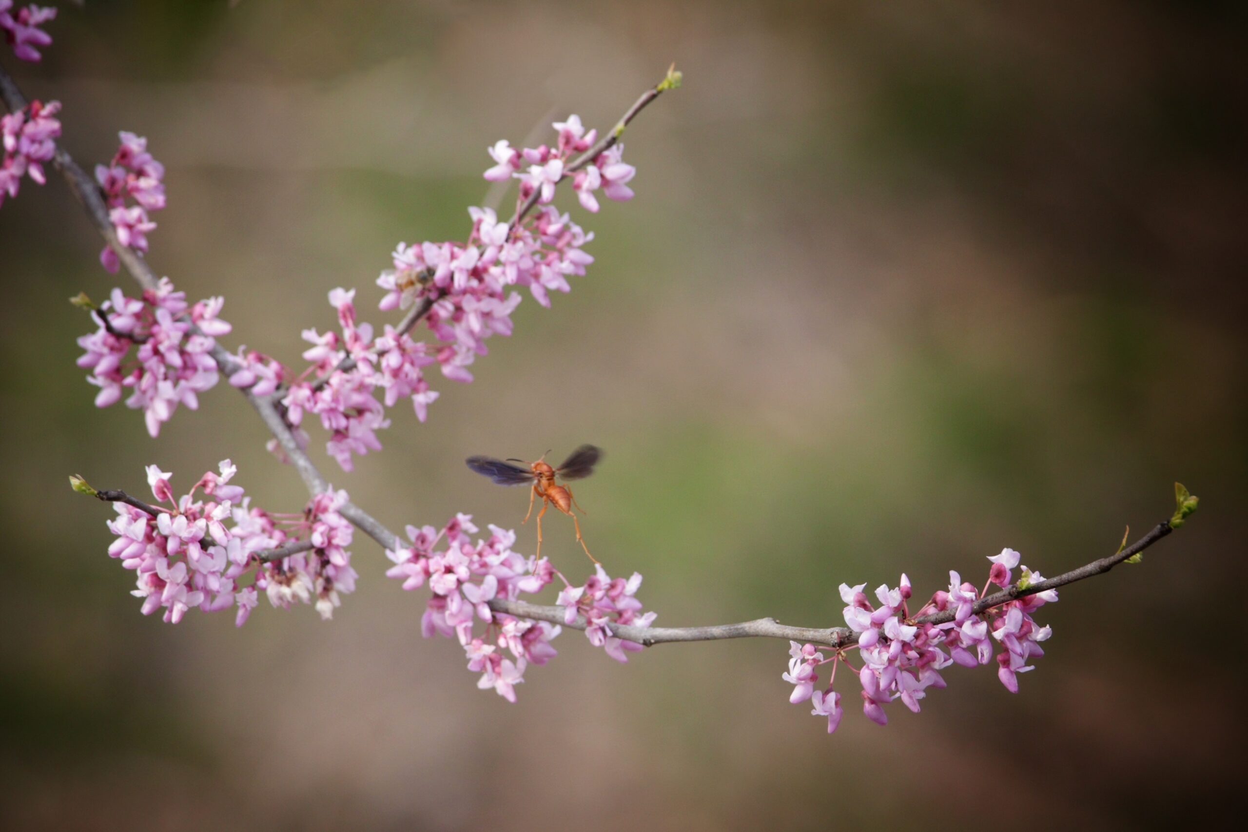 Celebrating Earth Month: Restore. Protect. Grow.