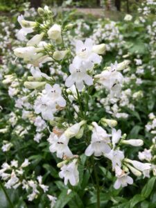 Foxglove Beardtongue