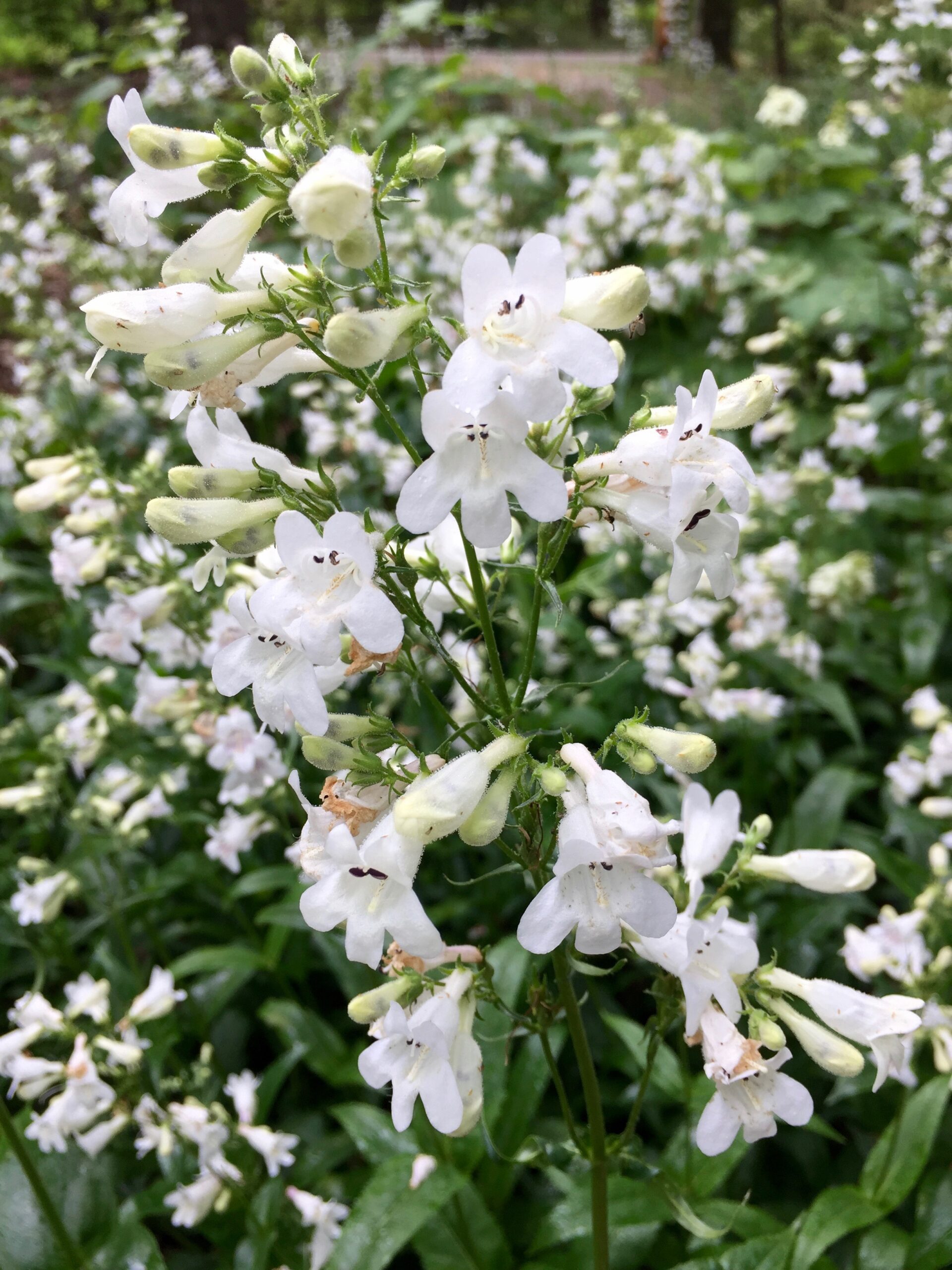 Foxglove Beardtongue - Wild Ones Tennessee Valley Chapter
