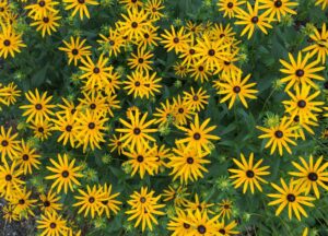 Orange Coneflower