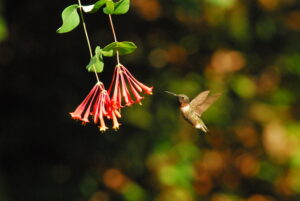 Coral Honeysuckle