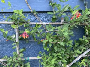 Coral Honeysuckle