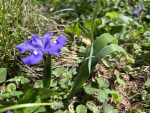 Dwarf Crested Iris