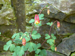 Eastern Red Columbine