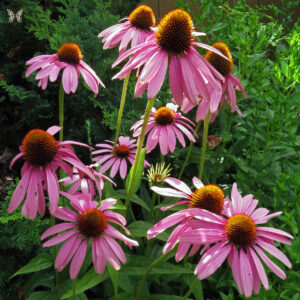 Purple Coneflower