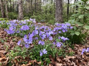 Blue Wood Phlox