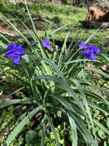 Ohio Spiderwort