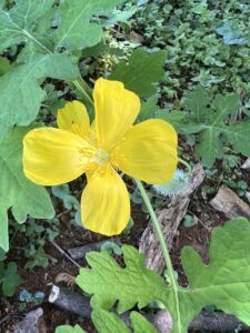 Celandine Poppy