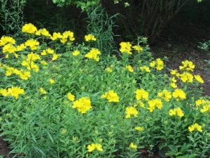 Sundrops
