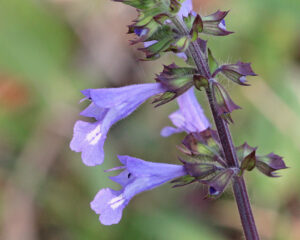 Lyreleaf Sage