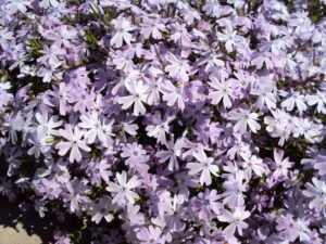 Moss Phlox