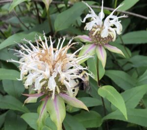 Bradbury’s Beebalm