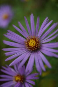 Aromatic Aster