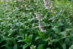 Calico Beardtongue