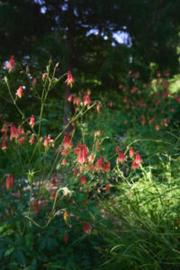 Eastern Red Columbine